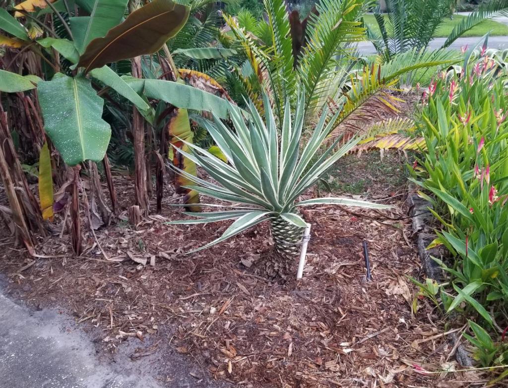 20240721_191207agaveangustifolia.thumb.jpg.aead0435d11952a1ac44765a44c3a1e2.jpg