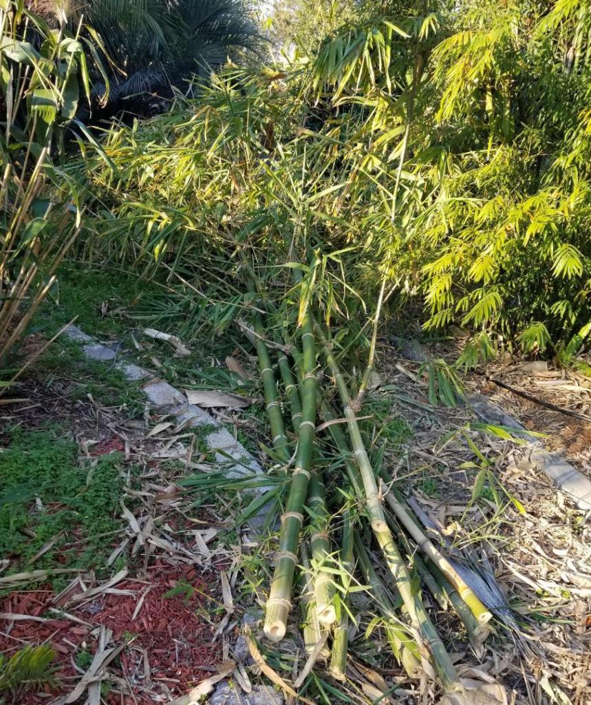 20250131_165637DendrocalamusMaroochy.thumb.jpg.b595531184a4d10b524d87e783f4e4a6.jpg