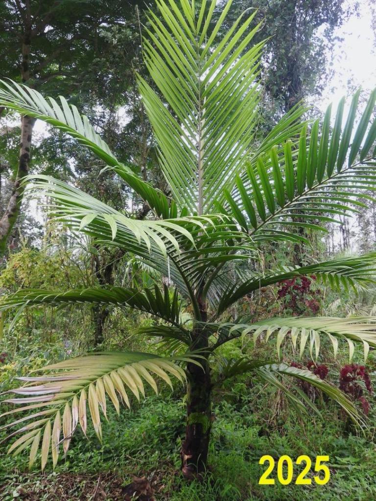 Burretiokentiavieillardii1-25-1.thumb.jpeg.b05b30979fc279f26c0b57b90204a69b.jpeg