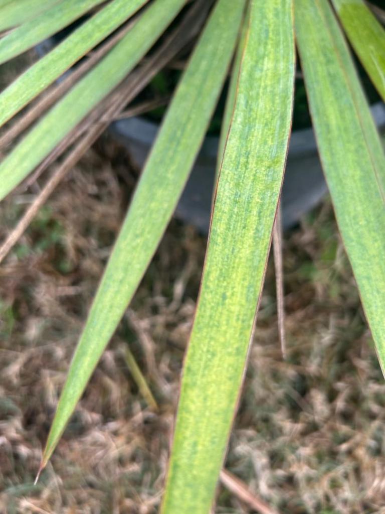IMG_1168.jpeg