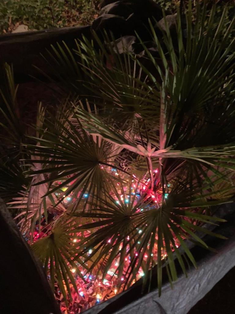 IMG_1193.thumb.jpeg.573eb74509b460bd565fb9819994c5f0.jpeg