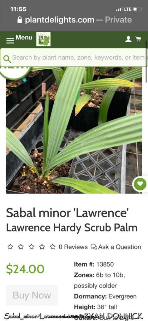 Sabal_minor-'Lawrence'-10.jpg