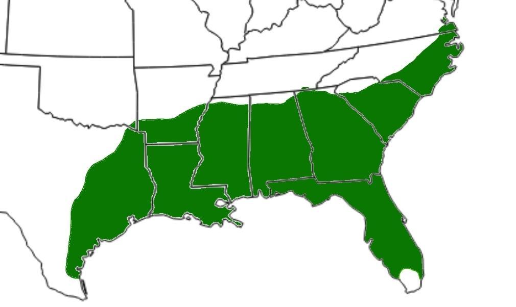 Sabal Minor - Native To Southeastern Virginia