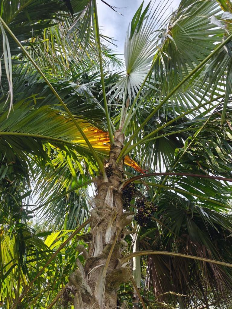 maui-palm-3.jpg