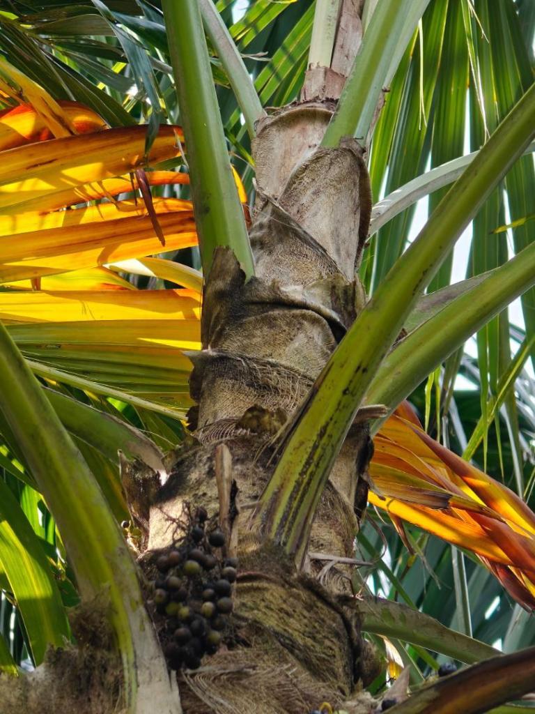 maui-palm-6.jpg