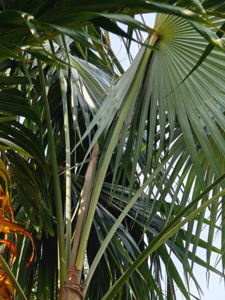 maui-palm-7.jpg