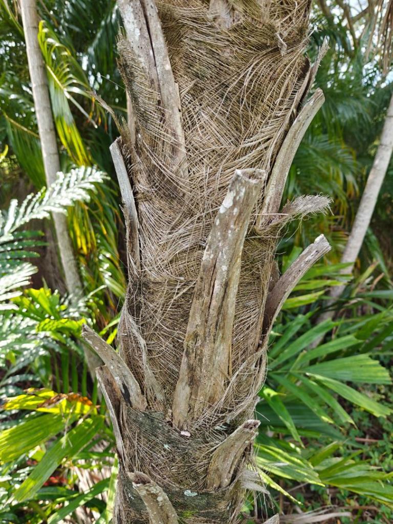 maui-palm-8.jpg
