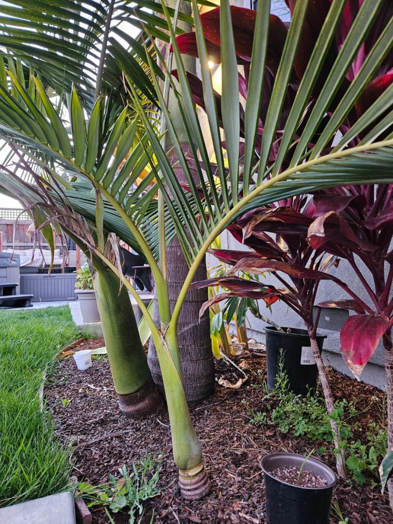 What’s going on with my Archontophoenix Purpurea - DISCUSSING PALM ...