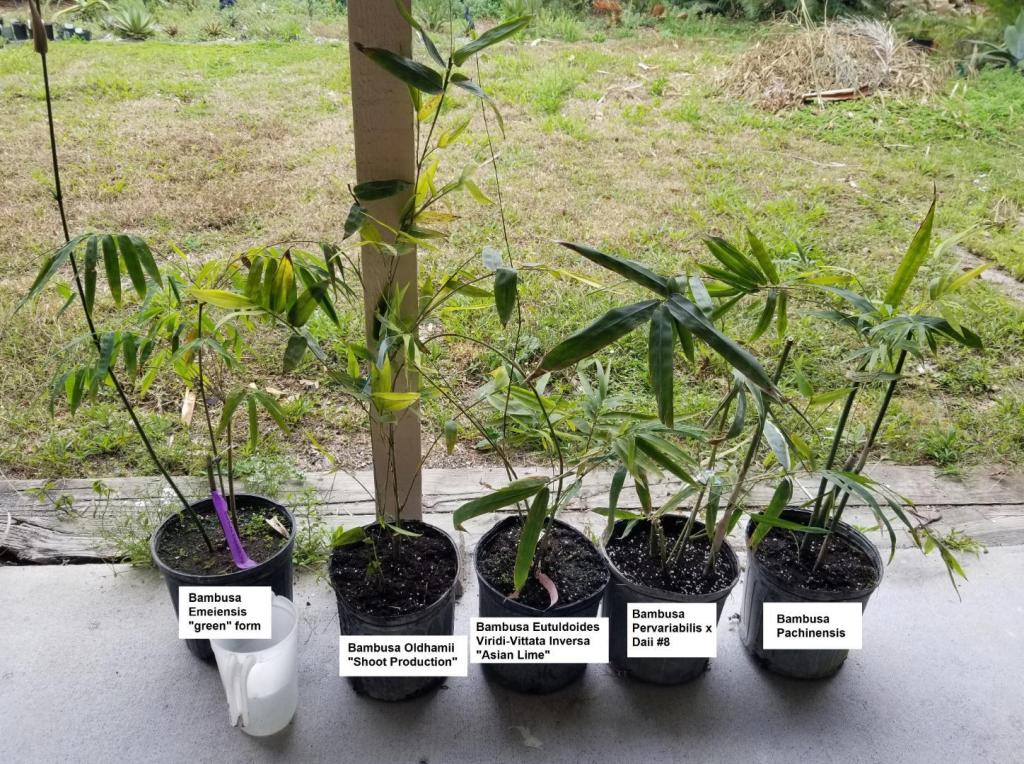 20250214_133235BambusaEmeiensisOldhamiiEutuldoidesPervariabilisxDaiiPachinensis.thumb.jpg.165161d531199ac401bbecb50a05e291.jpg