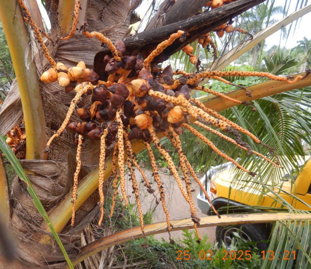 Black disease in young coconuts1.JPG