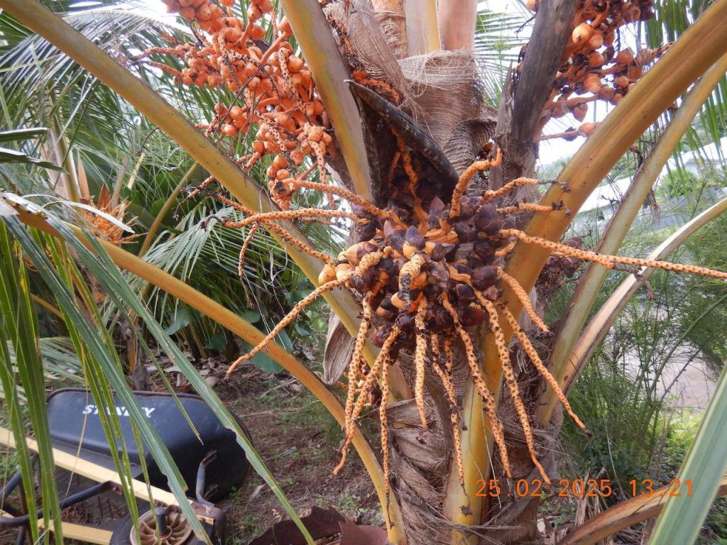 Black disease in young coconuts2.JPG