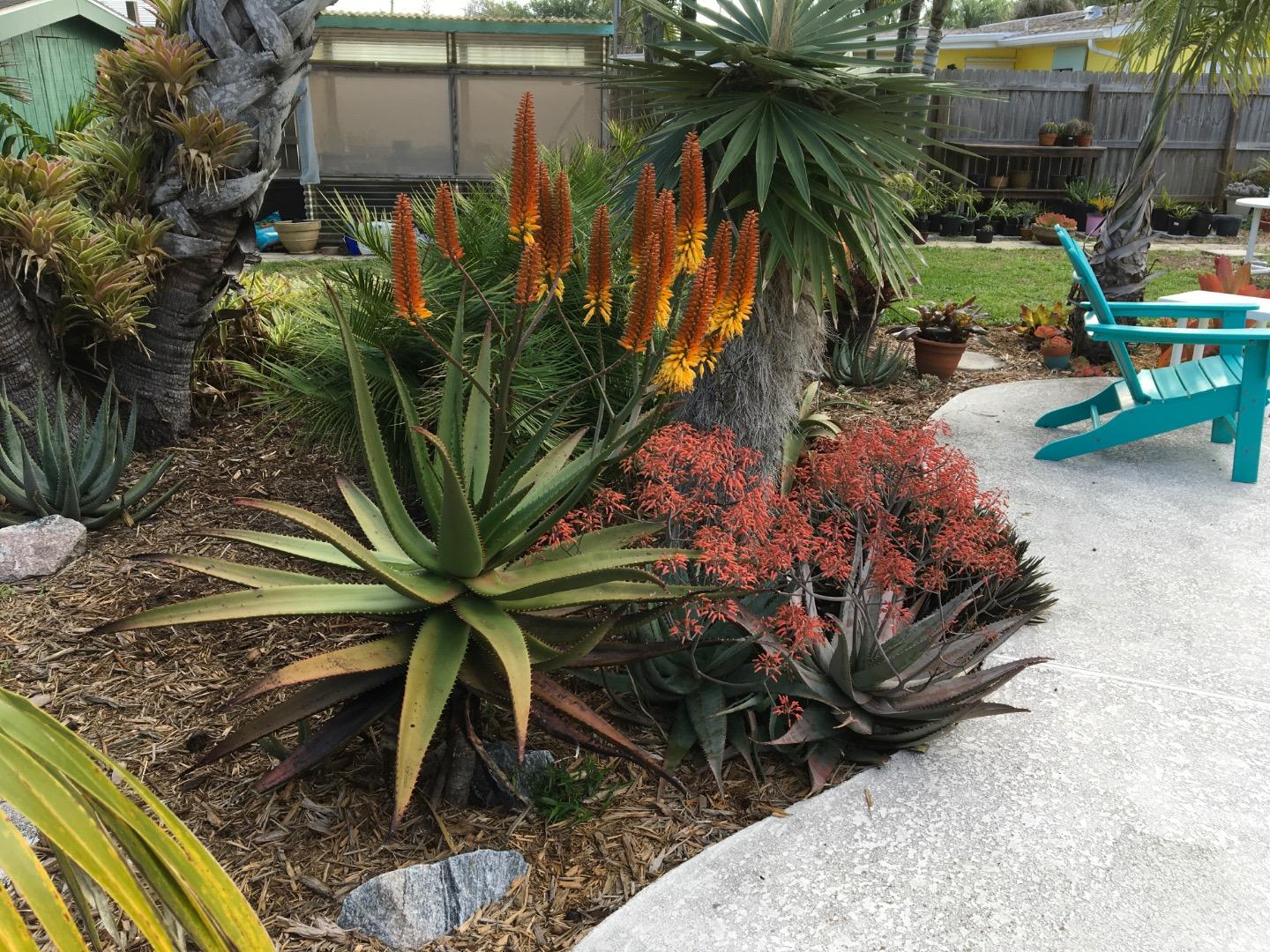 Aloe spicata for sale - For Sale - PalmTalk