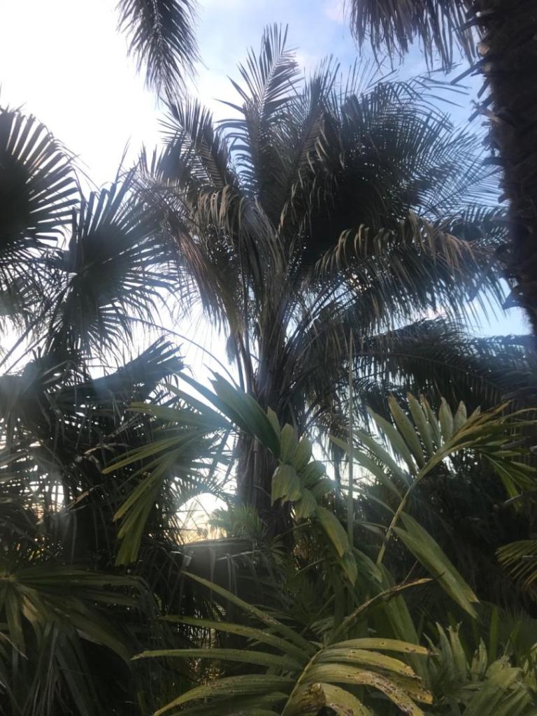 IMG_5177.thumb.jpeg.ba863bcf09842abbd6f62c474b23fe3d.jpeg