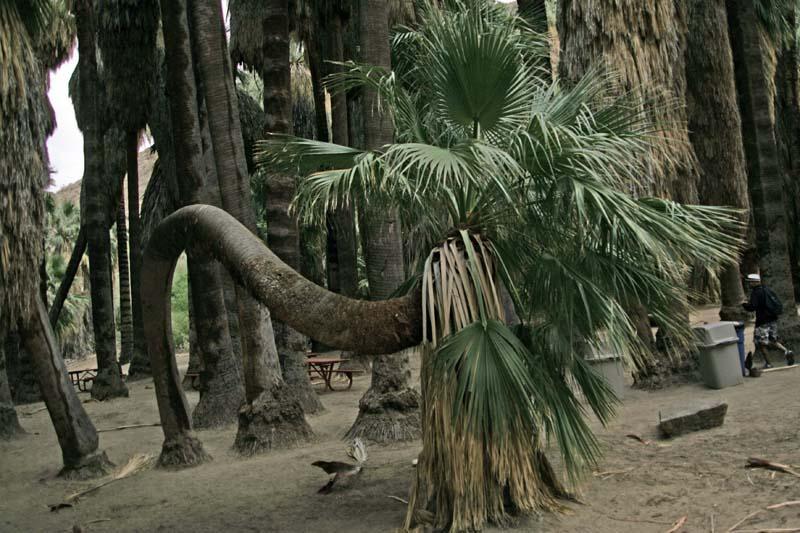 curvedpalm2.jpg.9f21382f490cee936a1158cb86c27da5.jpg