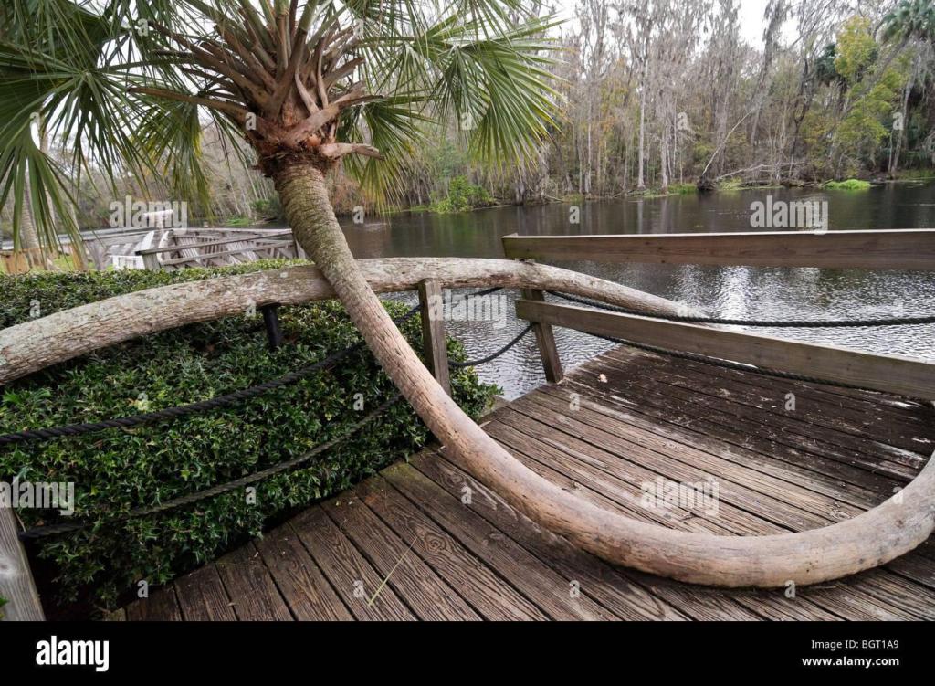 curvedpalm3.thumb.jpg.21b0ddff569fe018a18bdbff2be901f9.jpg