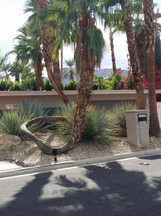 curvedpalm4.jpg.a0285cc53a02d0128ff66d1c36d391e5.jpg