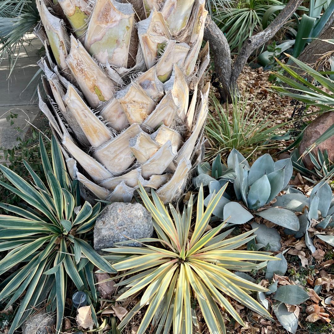 Las Cruces Palm & Exotica Oasis Visit - COLD HARDY PALMS - PalmTalk