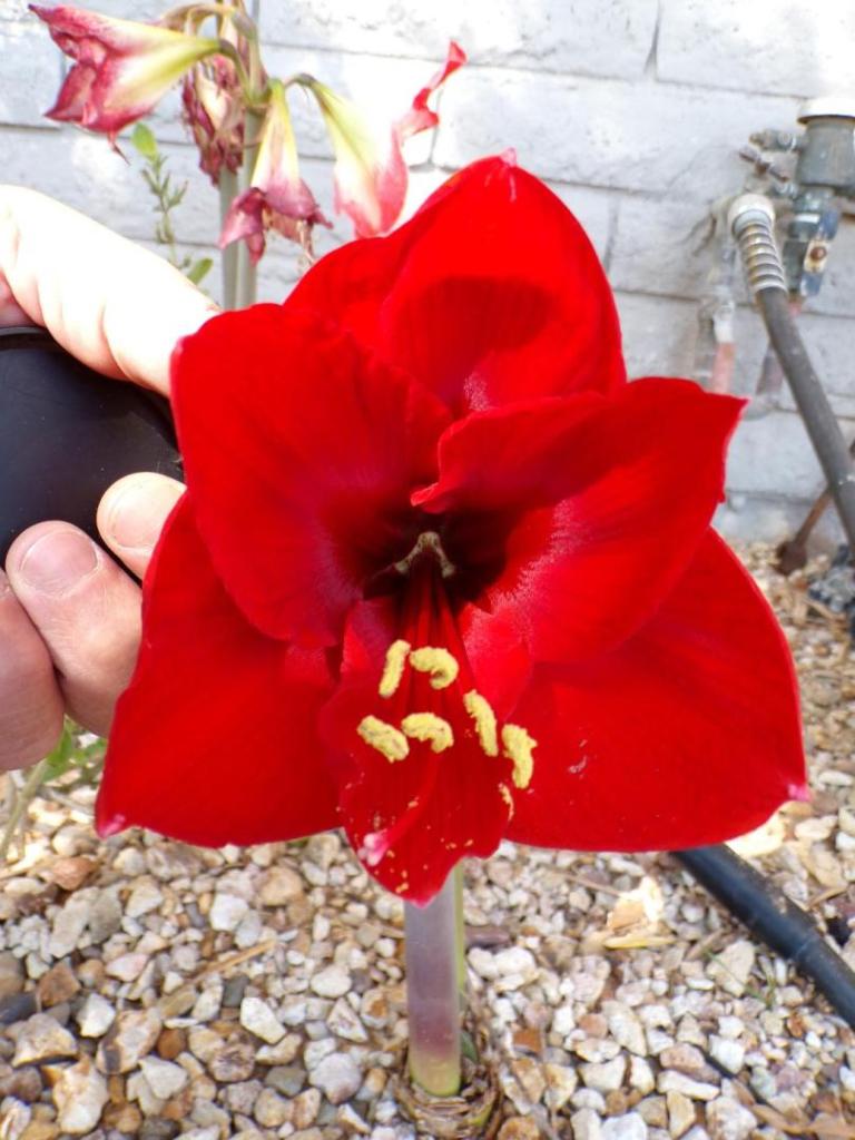 100_5985.thumb.JPG.b2e8e4ca3567ca149b4f01c75bd4b93a.JPG