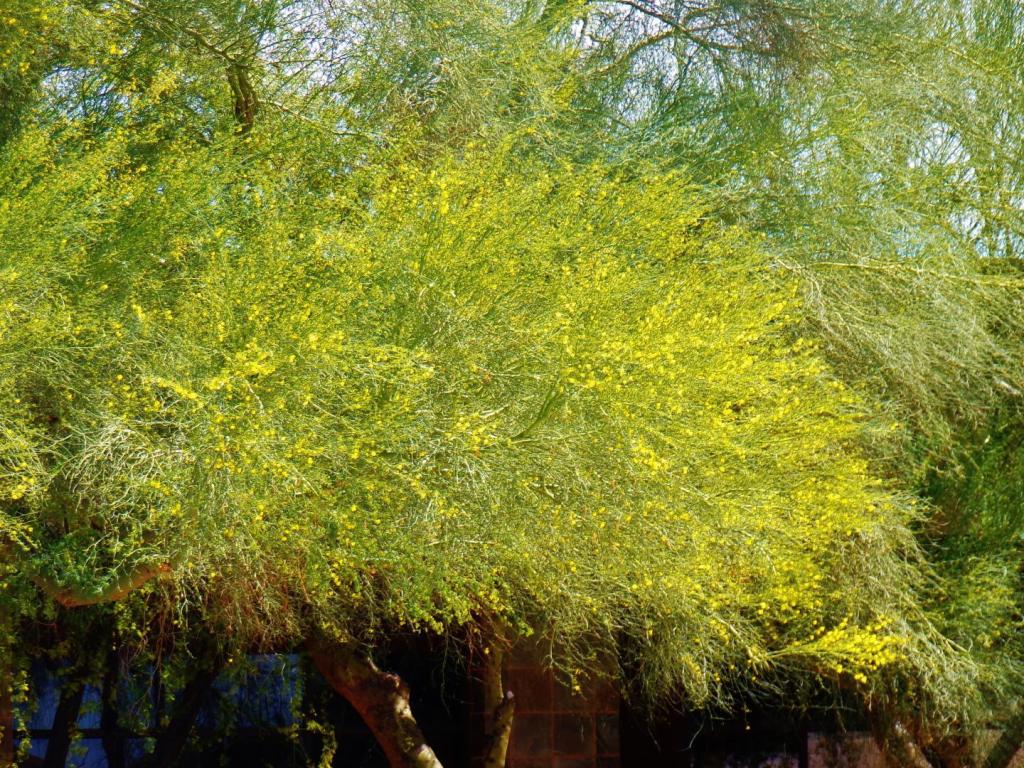100_6040.thumb.JPG.0393f9b5c915ec580f05dcbb222b3f7f.JPG