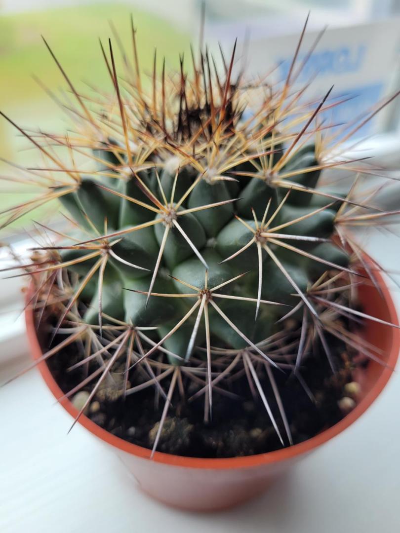 New to me, cactus  - TROPICAL LOOKING PLANTS - Other Than Palms - PalmTalk
