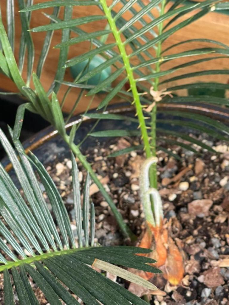 Cycas x taitoluta after 6 mo in 2 gal pot_new growth in March.pdf.jpg