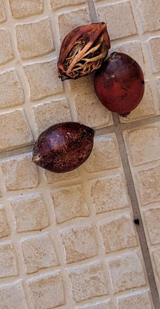 Fruit.jpg