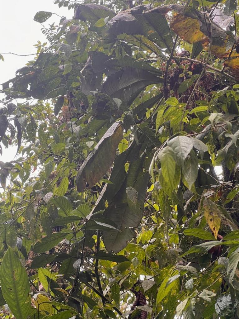 IMG_3549.jpeg