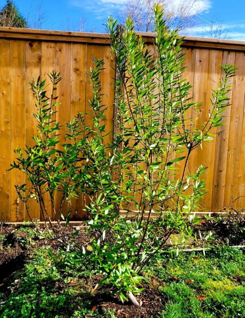 Myrica.thumb.jpg.75dc34fc6ed91382f568d3ed66a639d4.jpg
