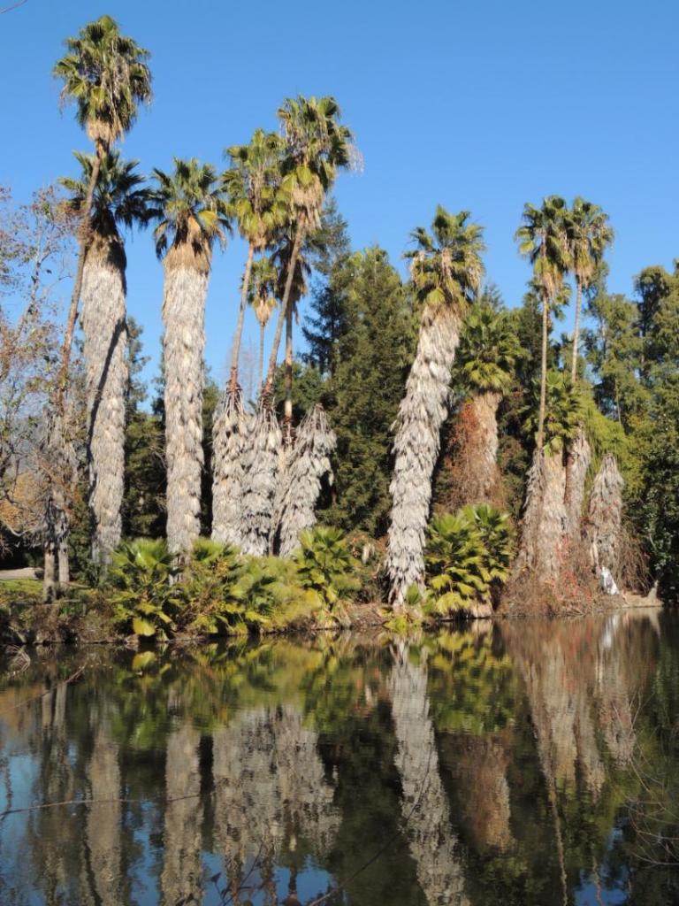 Washingtonia_reflections_larb.thumb.jpg.5de3a08dbf8b3685afd6b8a59a10e05f.jpg