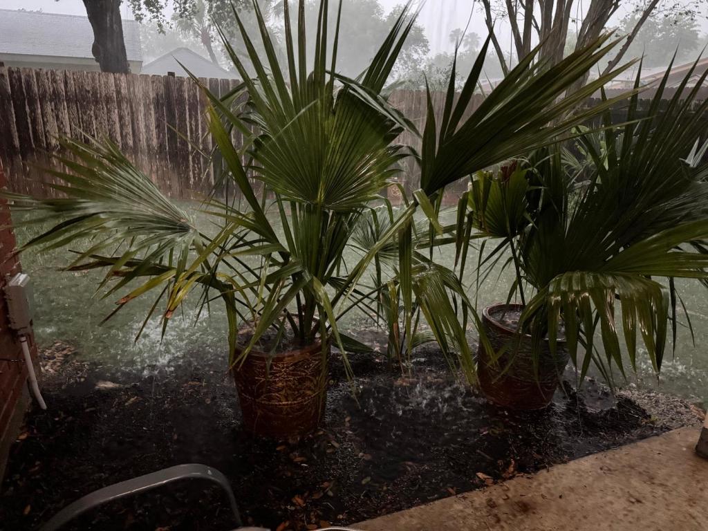 sabal minor rain.jpeg