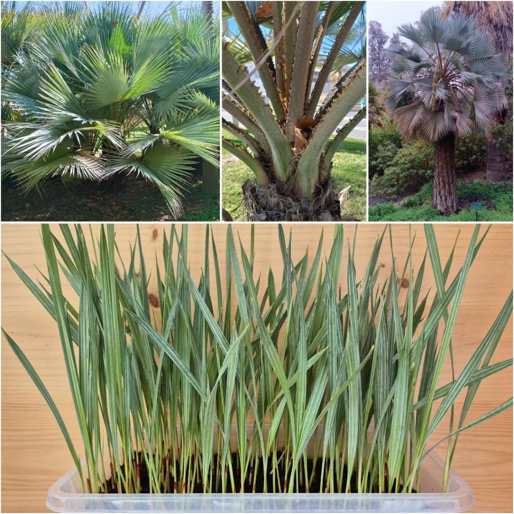 .Brahea Armata Seedlings.jpg