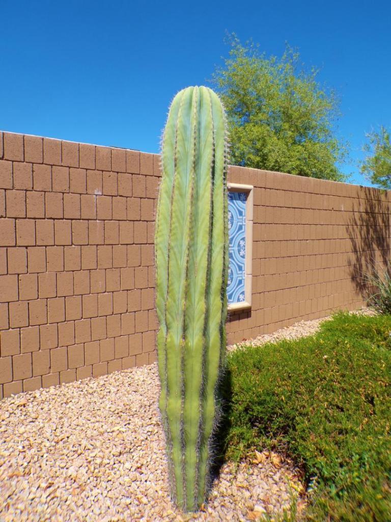 100_0961.thumb.JPG.f6956fe1291a3db537c6bb4e7fa1398c.JPG