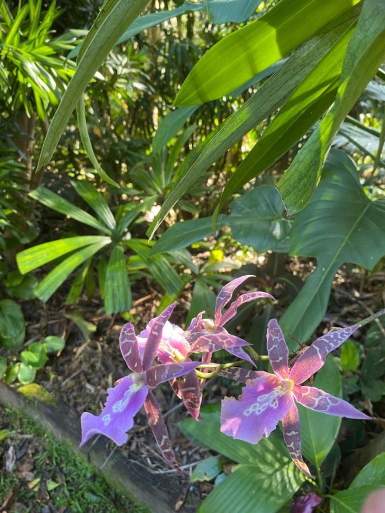 IMG_7300.jpeg