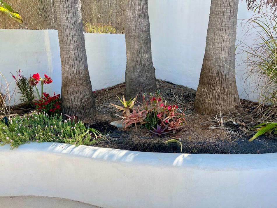 Washingtonia2.jpeg.56ee167ac146054f14da6966d87def51.jpeg