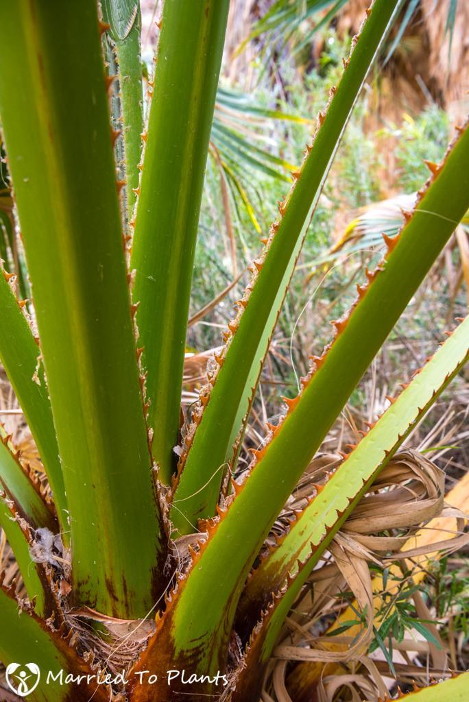 palm-canyon-washingtonia-filifera-petiole-detail.jpg.3f46159765394bd23d312cf1b0a44ffd.jpg