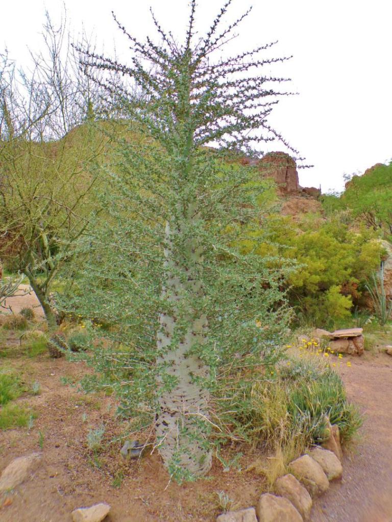 100_0769.thumb.JPG.c9a33616ffe4ca199cf592e16d716010.JPG