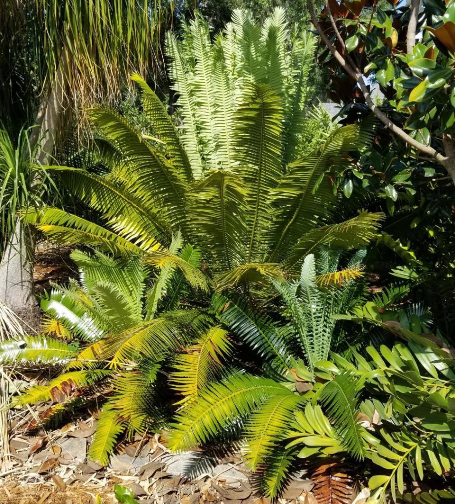 20250526_162147DioonSpinulosumtripleflush.thumb.jpg.4e3a08ec2e5d9bc35a92e559ede0cb42.jpg