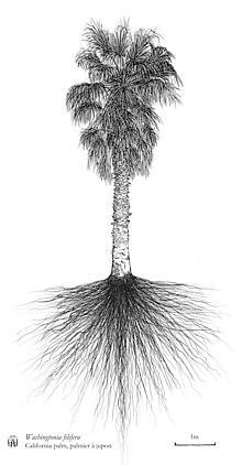 220px-Washingtonia_filifera_Auckland-NZ_hand_drawing_Axel_Aucouturier.jpg.a3af5b8ecec653c9d49d07596cf21e8e.jpg