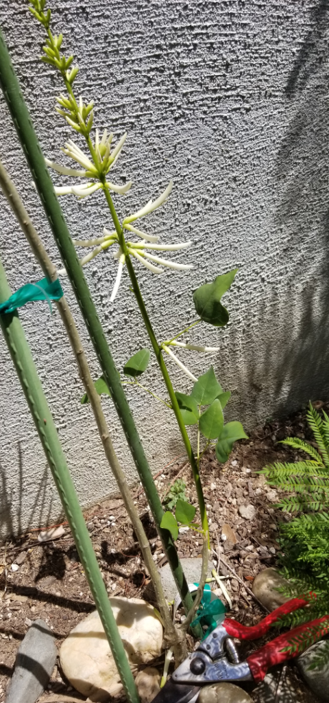 ErythrinaWhite2.png