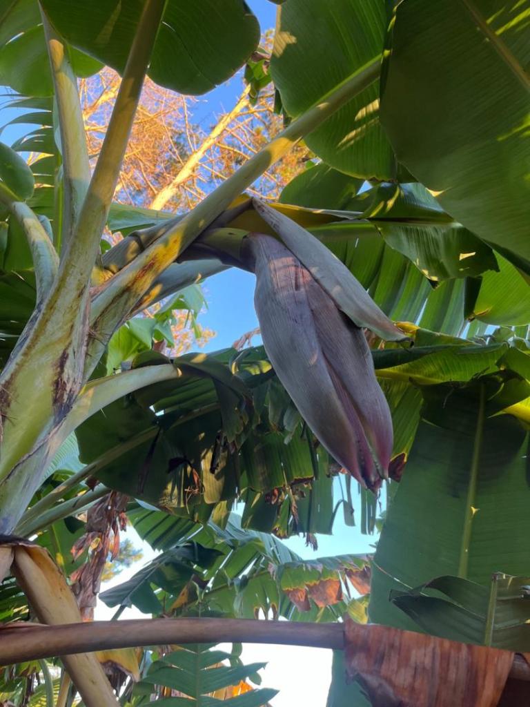 IMG_3620.jpeg