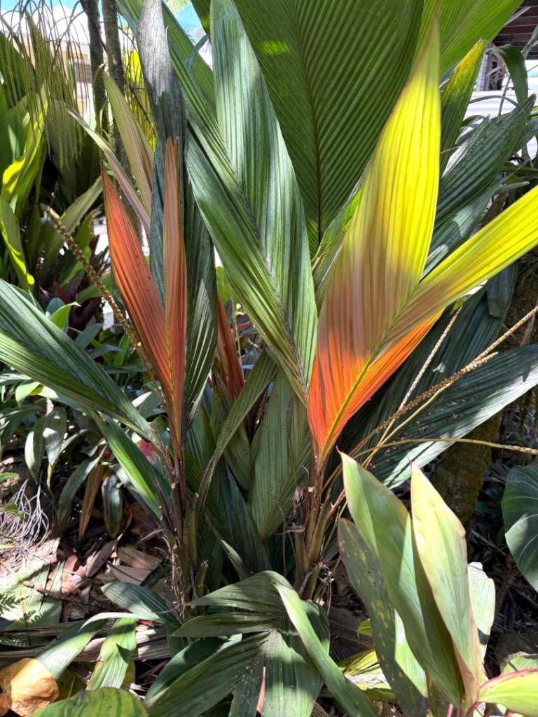 IMG_4050.jpeg