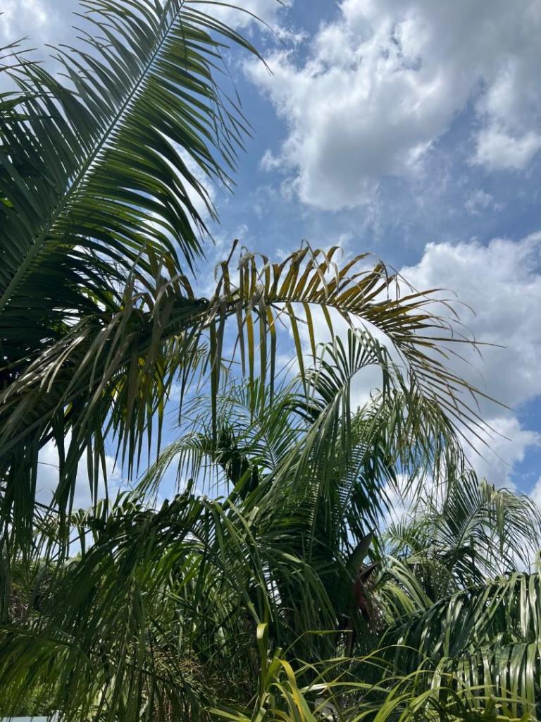 IMG_9352.jpeg