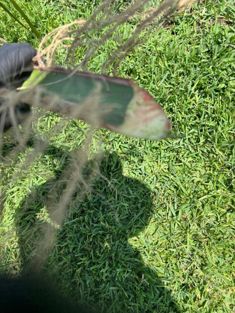 IMG_9355.jpeg