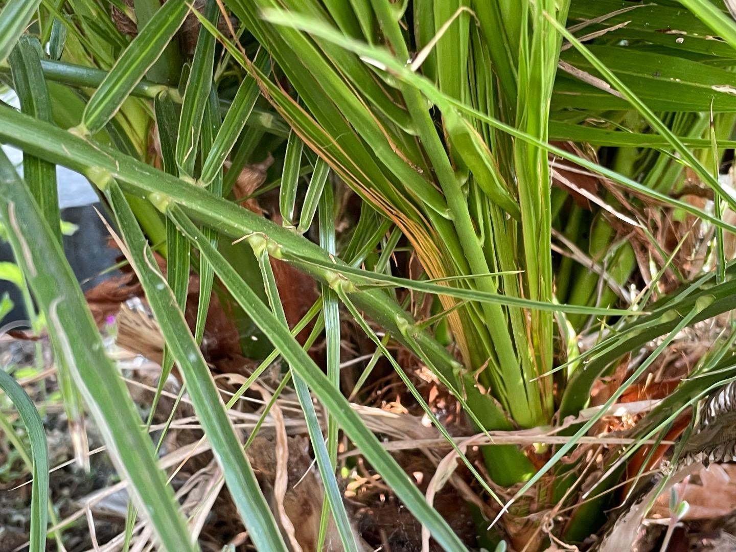 Thoughts on a suckering phoenix canerienses? - DISCUSSING PALM