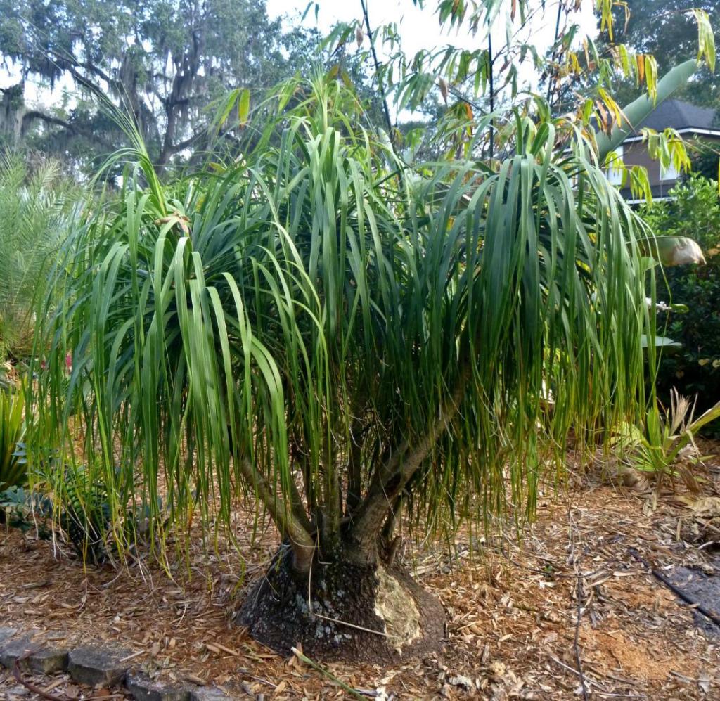 P1070378PonytailBeaucarnea.thumb.JPG.001cd5c21a083e656125eb5fcac9094b.JPG