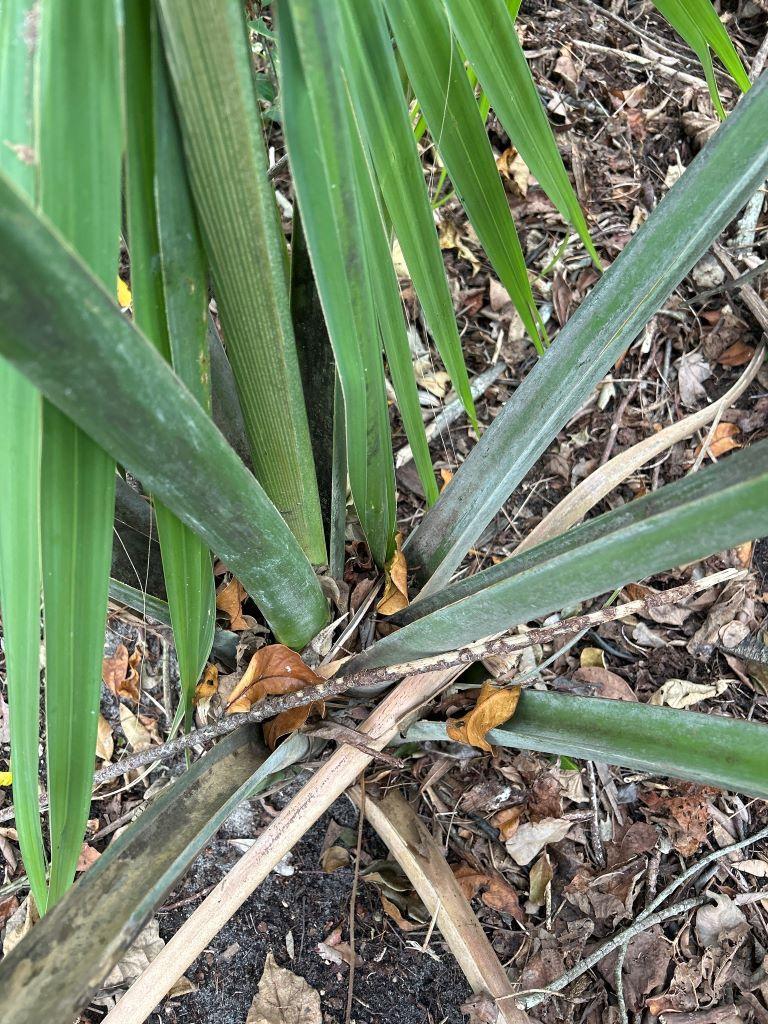 Palm01.jpg.6db68569943432f452114a2070f3c85f.jpg