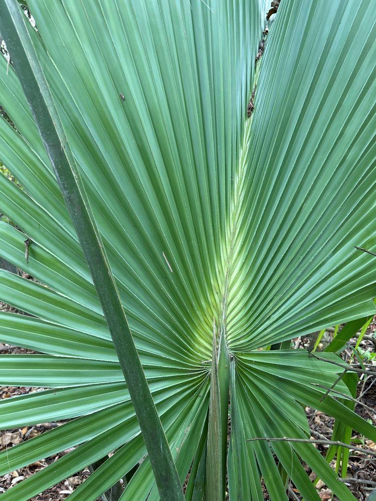 Palm03.jpg.396981735025f1067fca8021084a9ac1.jpg