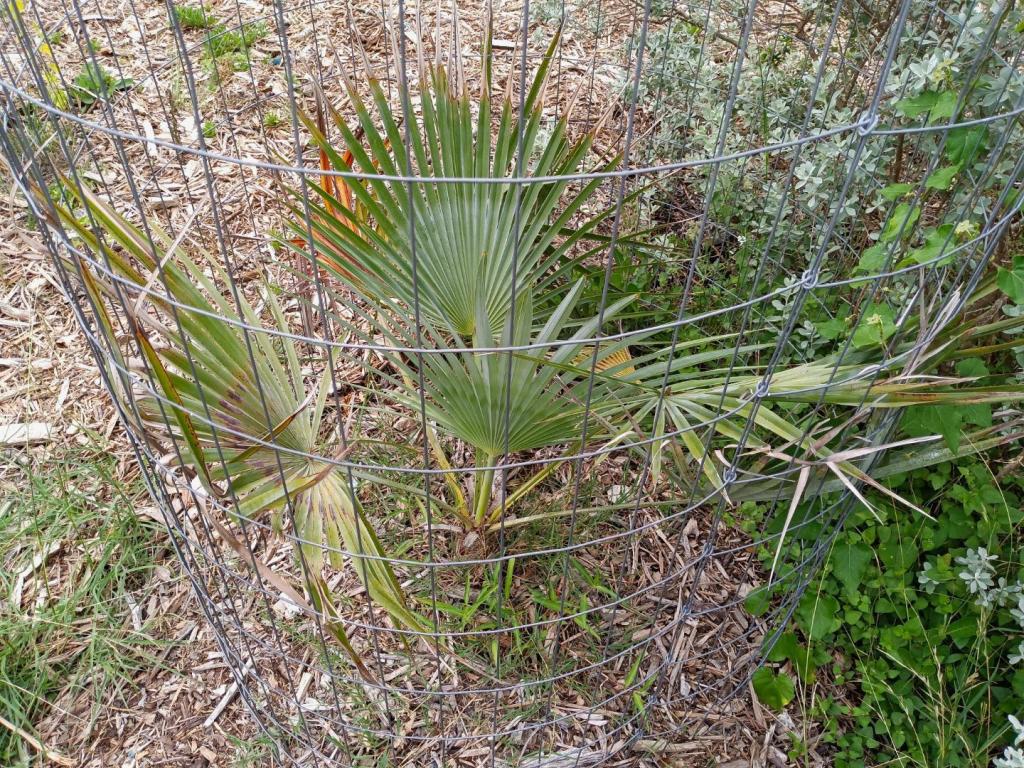 bdulcis2.thumb.jpg.8af84a435781d06b496f9e97684a79c4.jpg