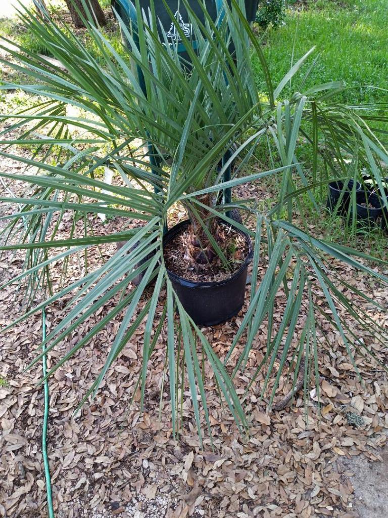 hdbutia.thumb.jpg.941e20a541c42cf7e4afddffa7f169b8.jpg