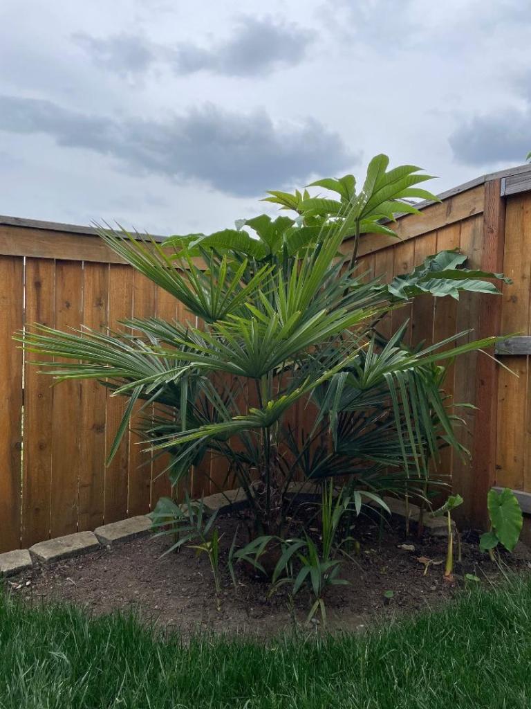 plant2.thumb.jpg.c56a02a1b1b32f23ae3acfc45d5a6359.jpg